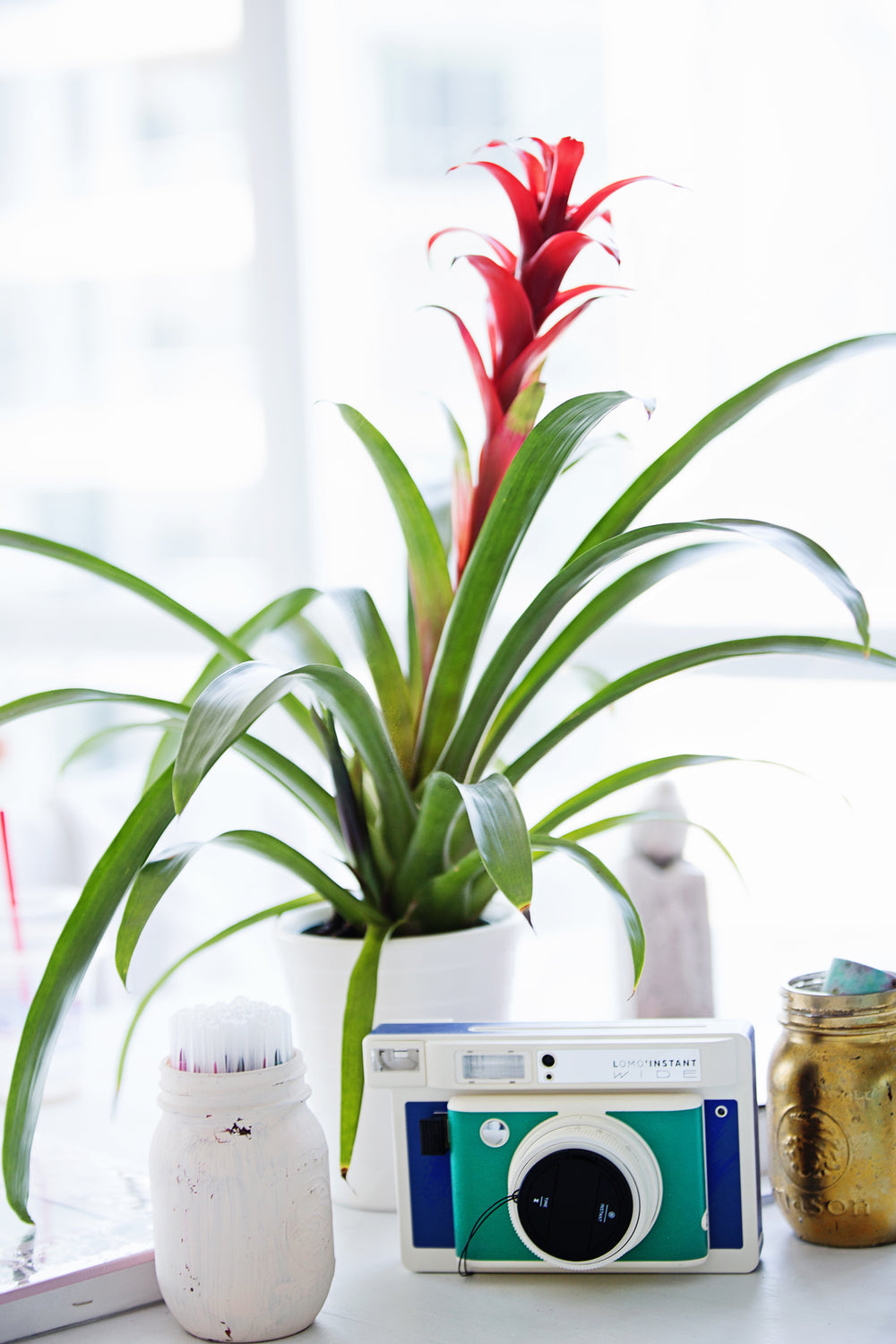 tropical plant backlit in a window