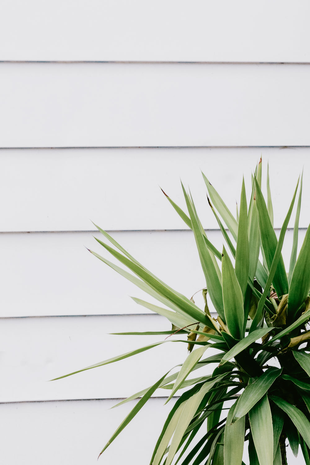 tropical plant in front of white boards