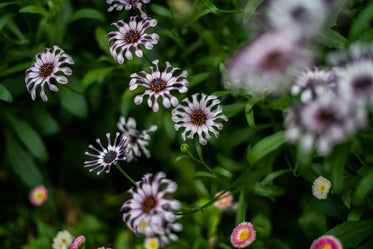 tropical purple flowers