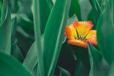 tulip in full bloom