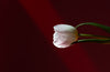 tulip leans towards the light against dark red
