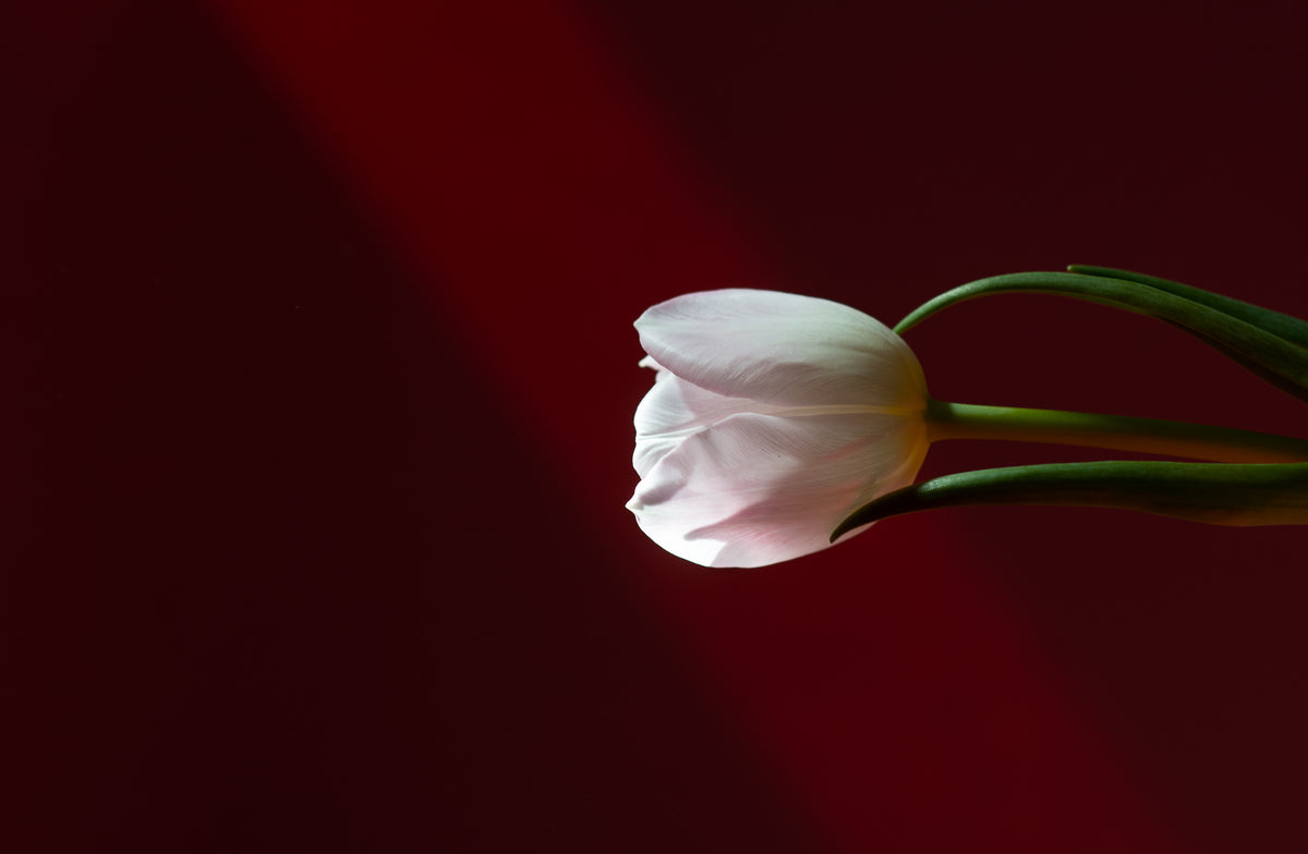 tulip leans towards the light against dark red