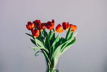 tulips in a vase