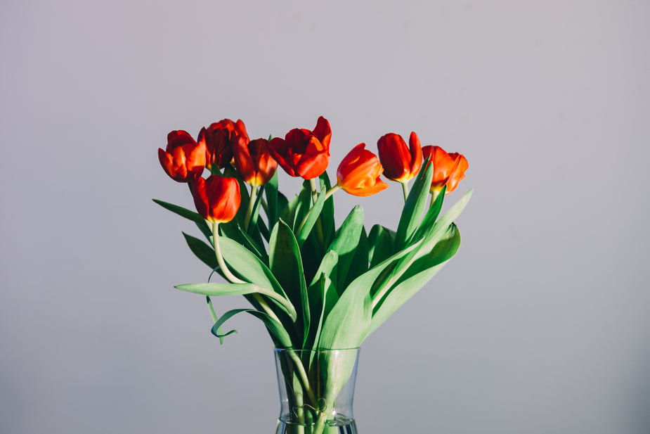 Free Stock Photo of Tulips In A Vase — HD Images