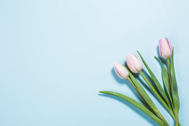 tulips on brights blue