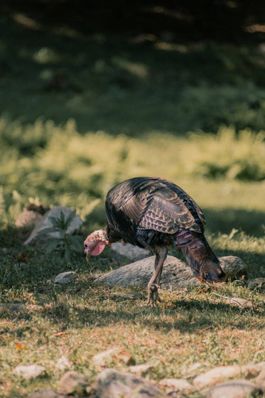 turkey pecks ground