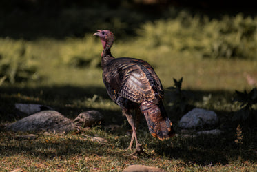 turkey walks in the sun