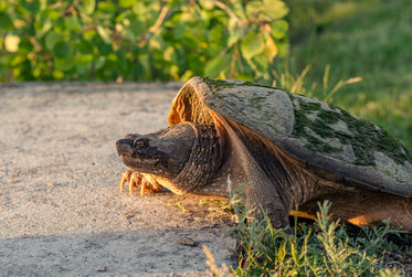 turtle taking steps toward sunlight