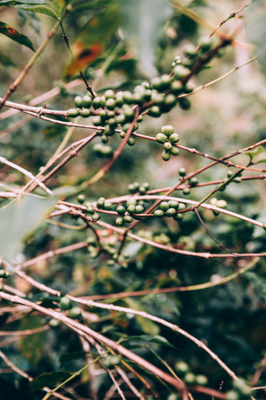 twisted red branches loaded with clusters of green fruit