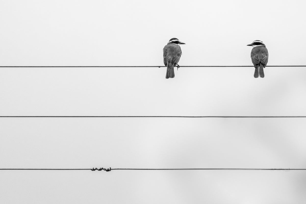 two birds on a wire in black and white