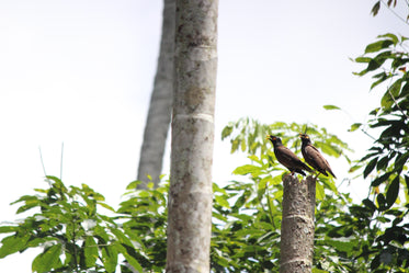 two birds on wooden post surrounded by leaves