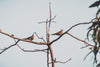 two birds perched on a branch