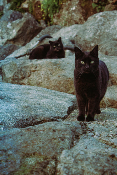 two black cats on the rocks