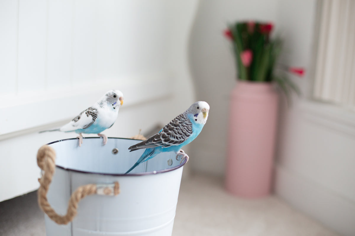 two blue and white birds on a white bucket