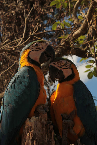 two blue and yellow parrots facing each other
