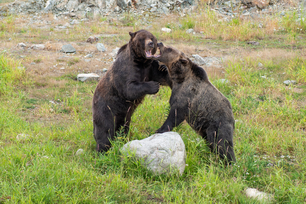 two brown bears play fight