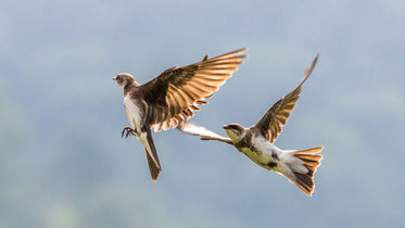 two brown birds mid flight against a blue sky