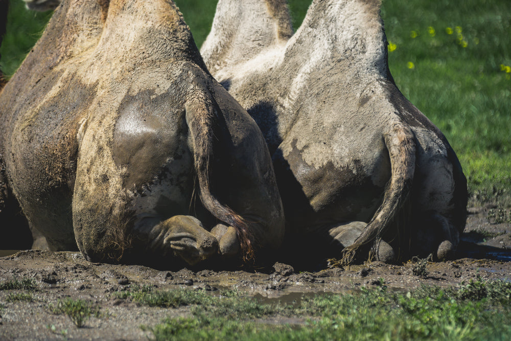 two camel bums