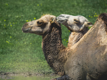 two camels side by side square