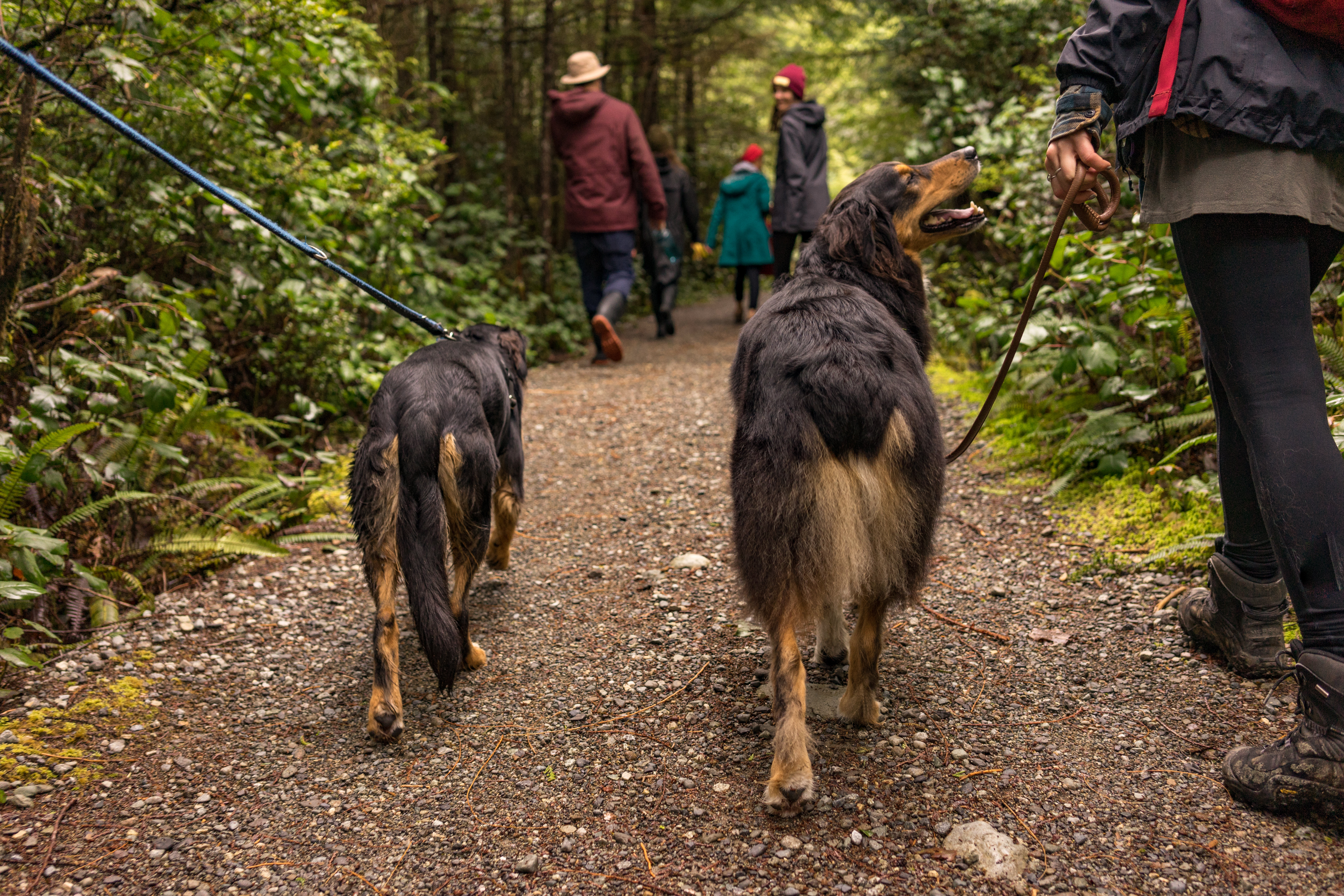 Two Dogs Loving Life As They Hike Through Woods