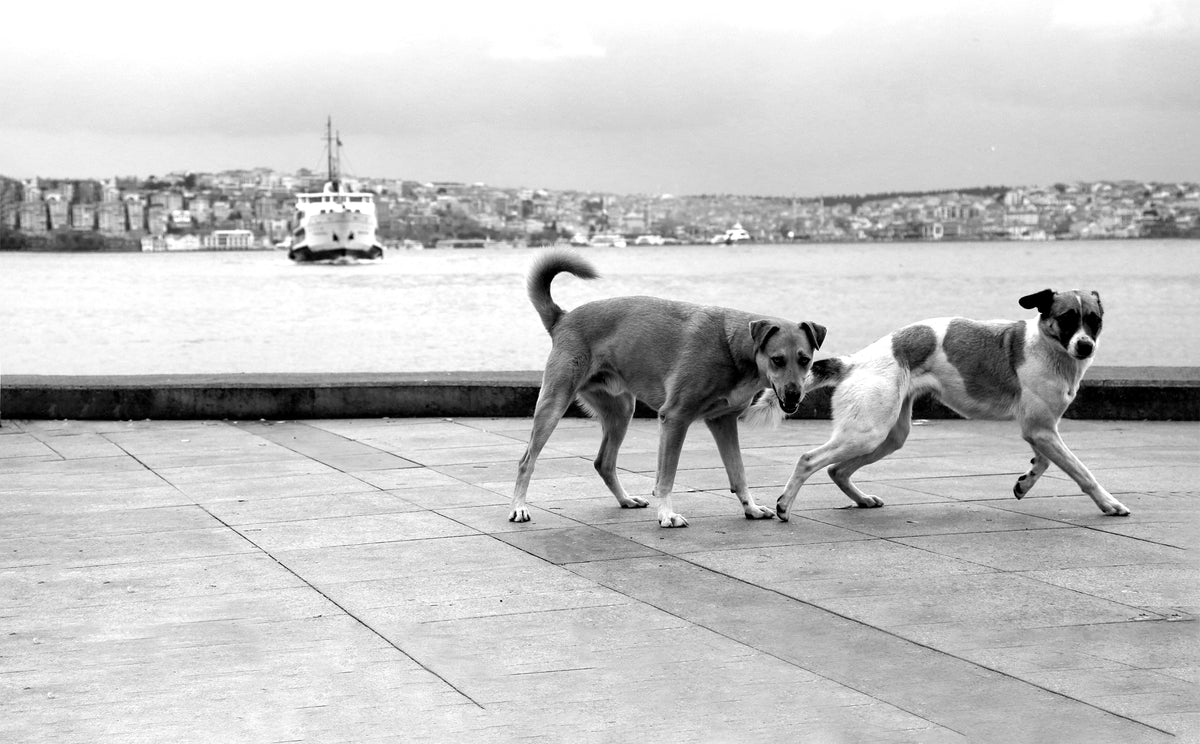 two dogs walking by the water in black and white