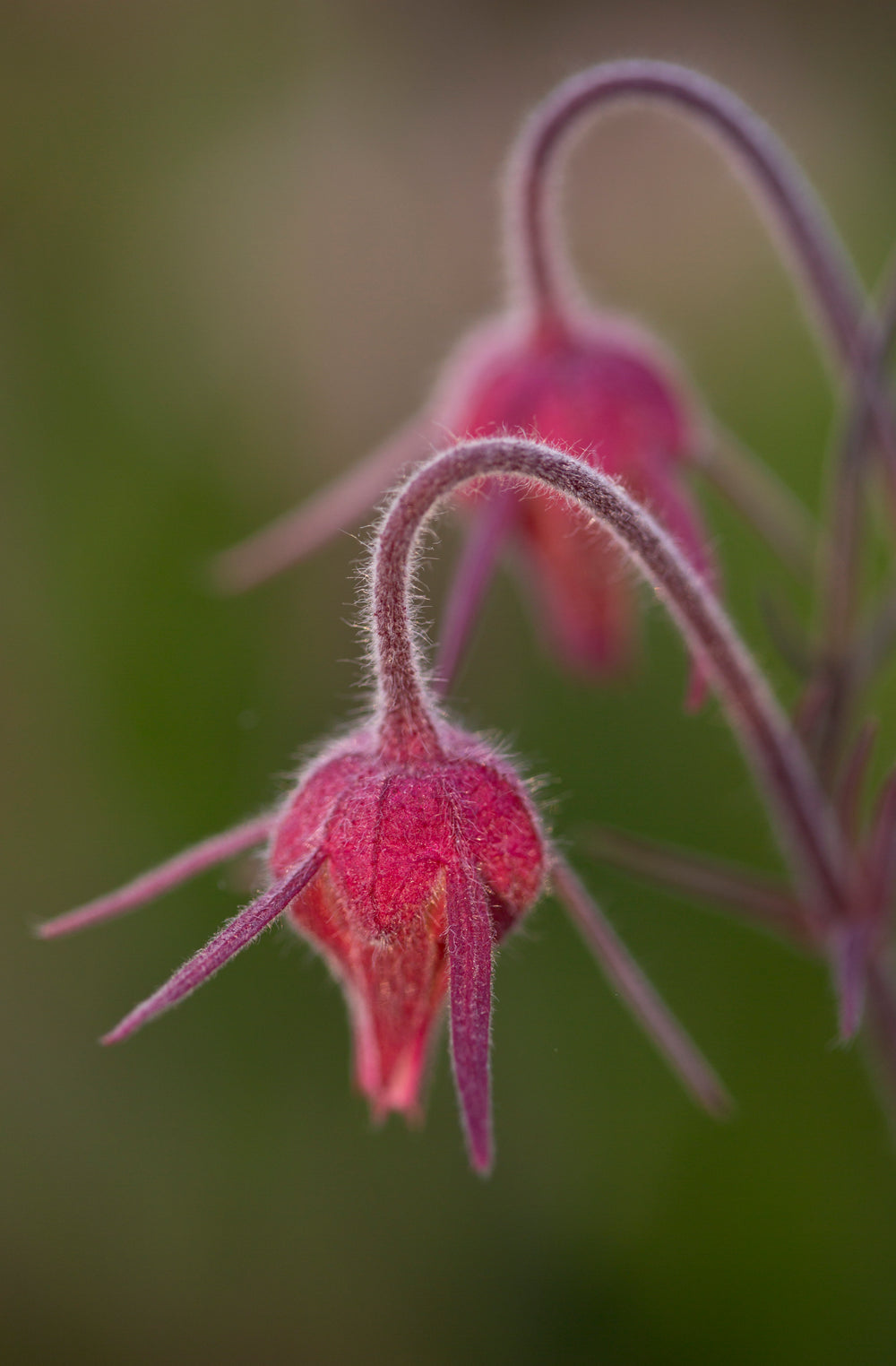 two drooping flowers in a garden