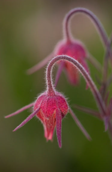 two drooping flowers in a garden