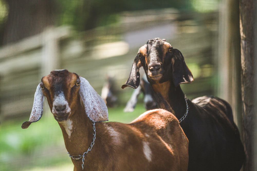 two goats looking tough