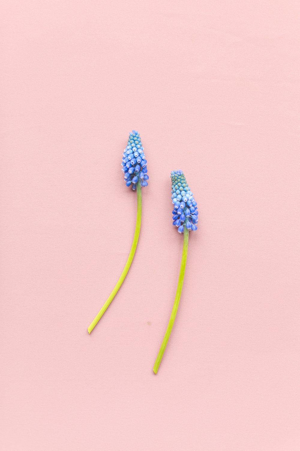 two grape hyacinths on pink