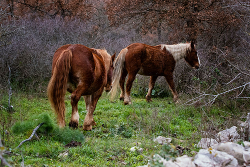 two horse stand on lush green grass