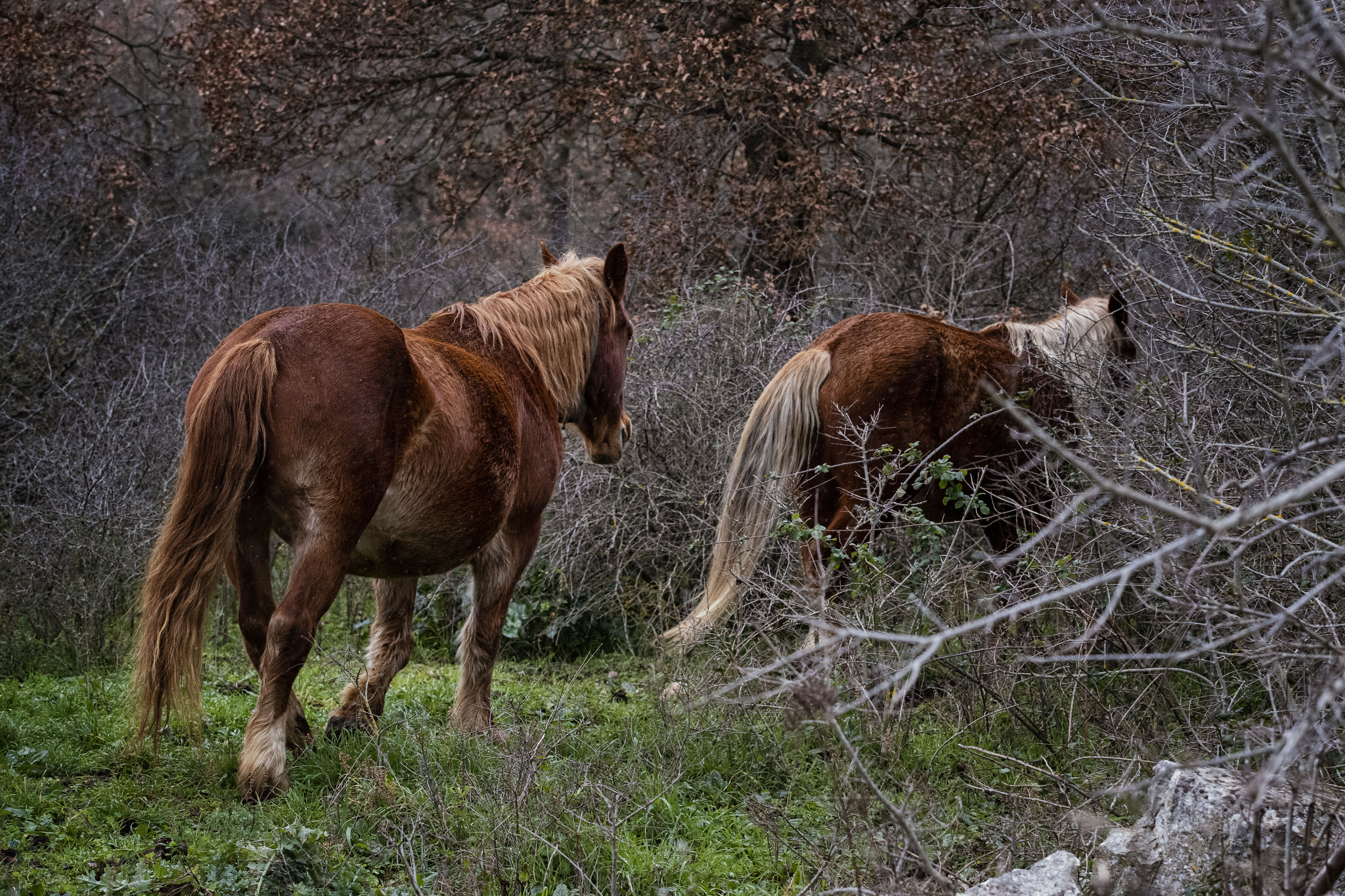 Two Horse Walk Away From The Camera Into A Forest