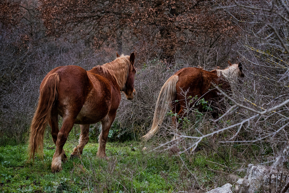 two horse walk away from the camera into a forest