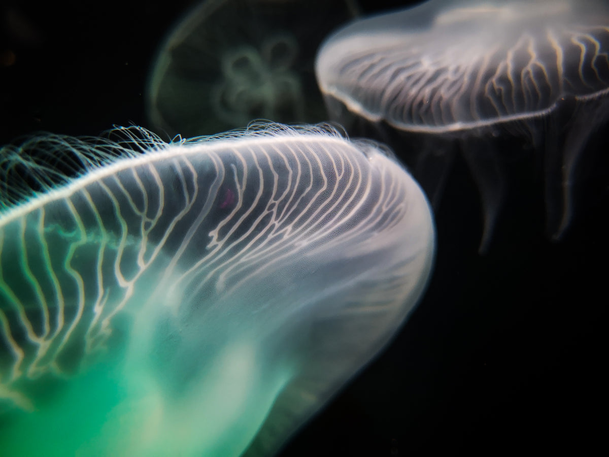 two jellyfish float in the dark