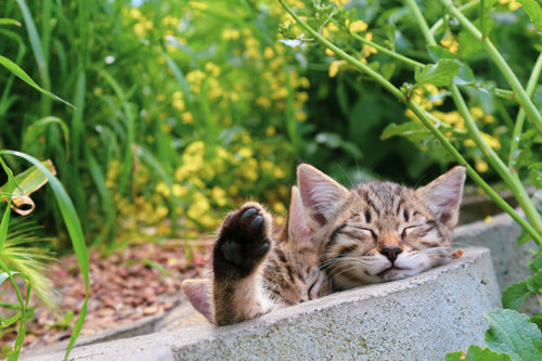 two kittens sleeping with green plants nearby