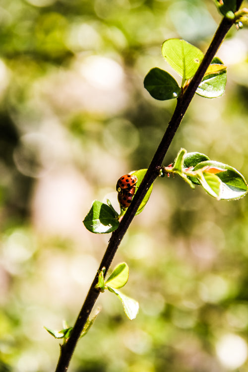 two ladybugs on a tree branch