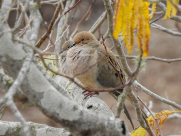 two mourning doves