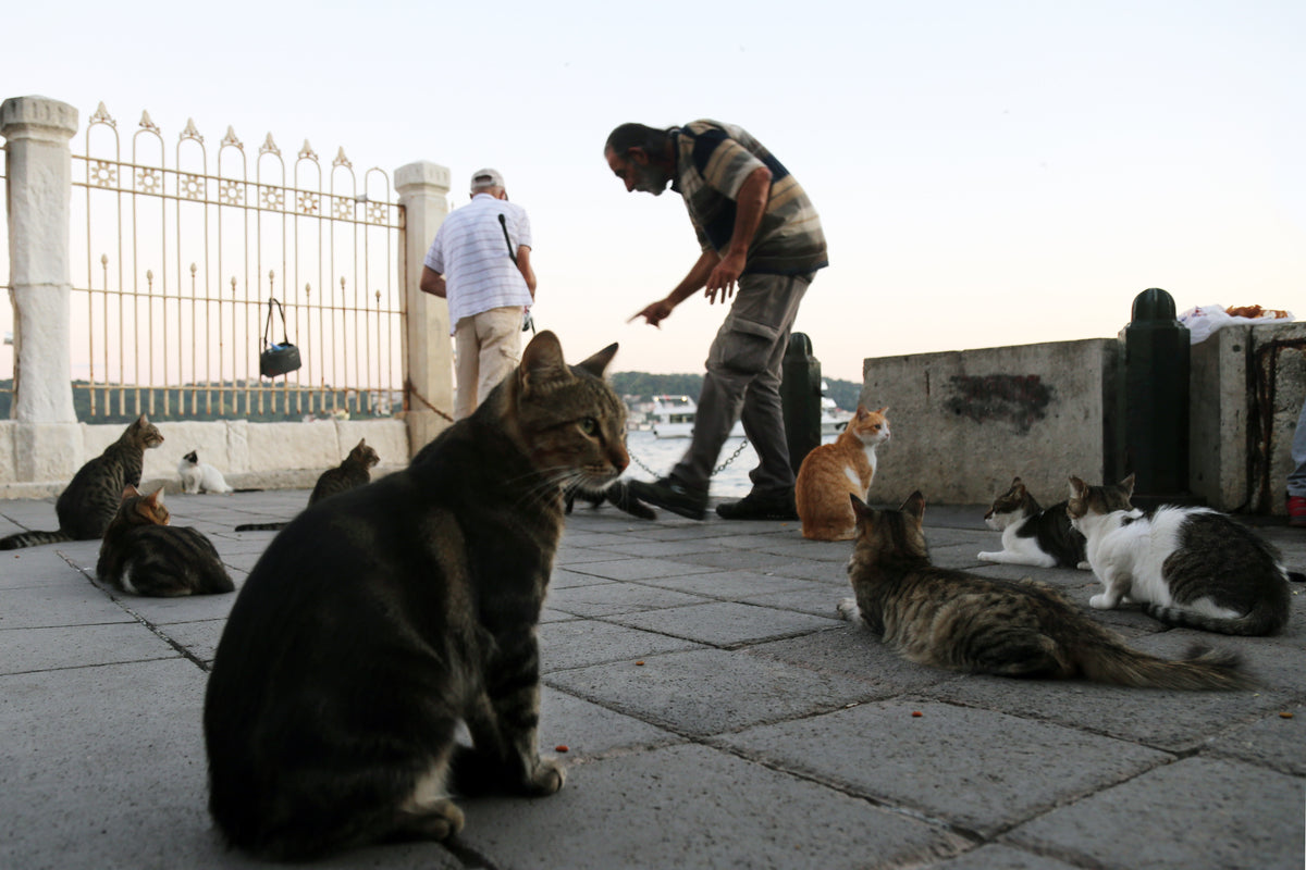 two people are surrounded by tabby cats outdoors