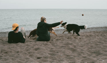 two people sit on a beach throwing a ball for two dogs