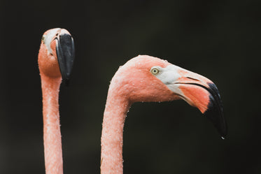 two pink flamingo faces