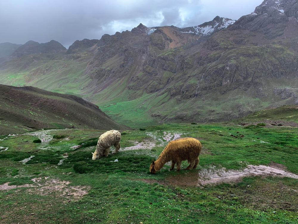 two sheep graze on a green grassy hillside