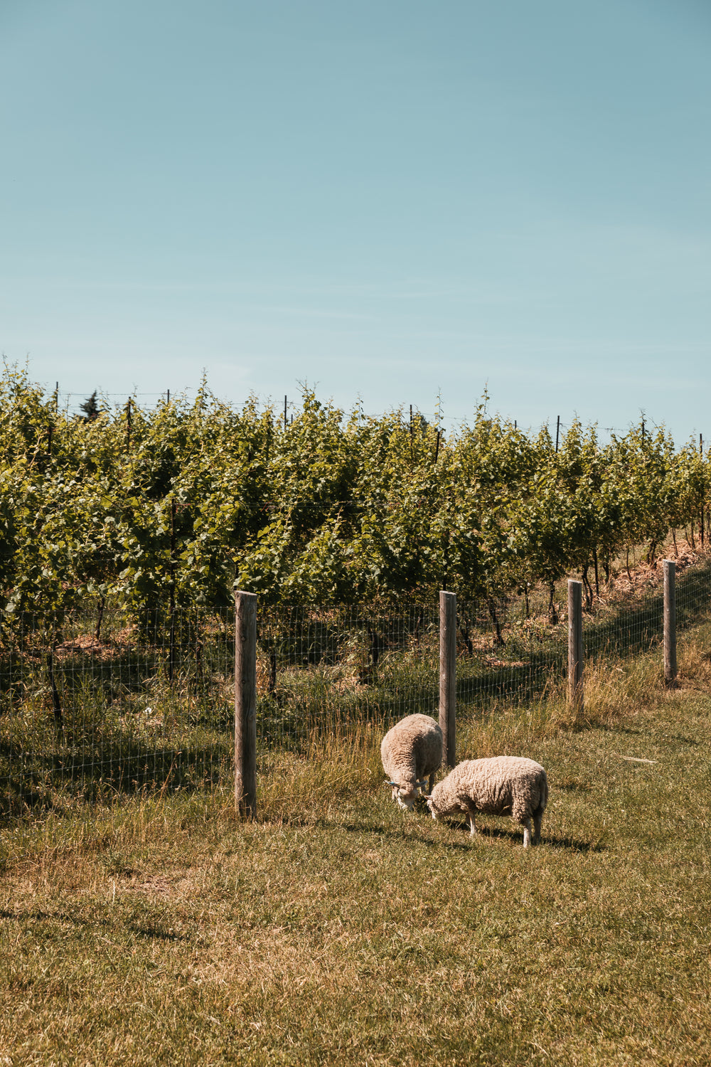 two sheep one orchard