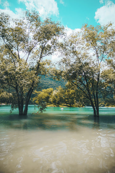 two trees submerged in the lakes water