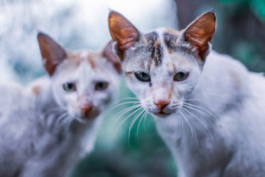 two white cats look at the camera