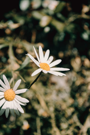 two white daisies in a green field