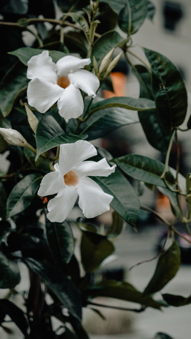 two white flowers with dark leaves