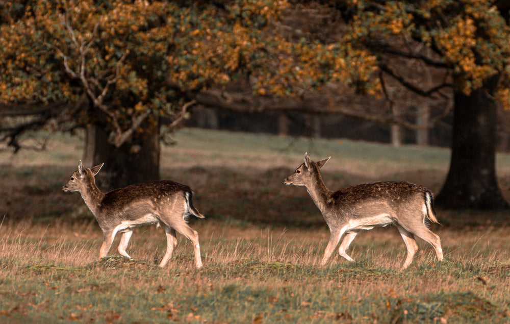 two young deer walk across a grassy field