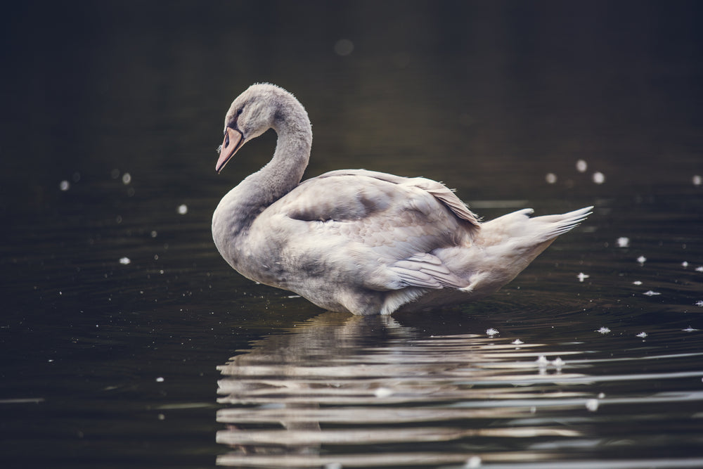 ugly swan