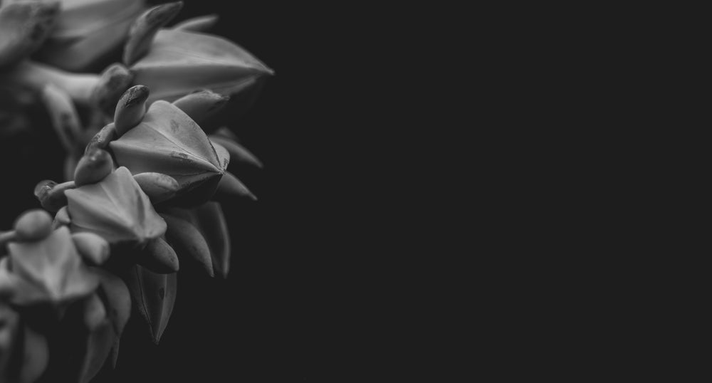 unbloomed flower in black and white