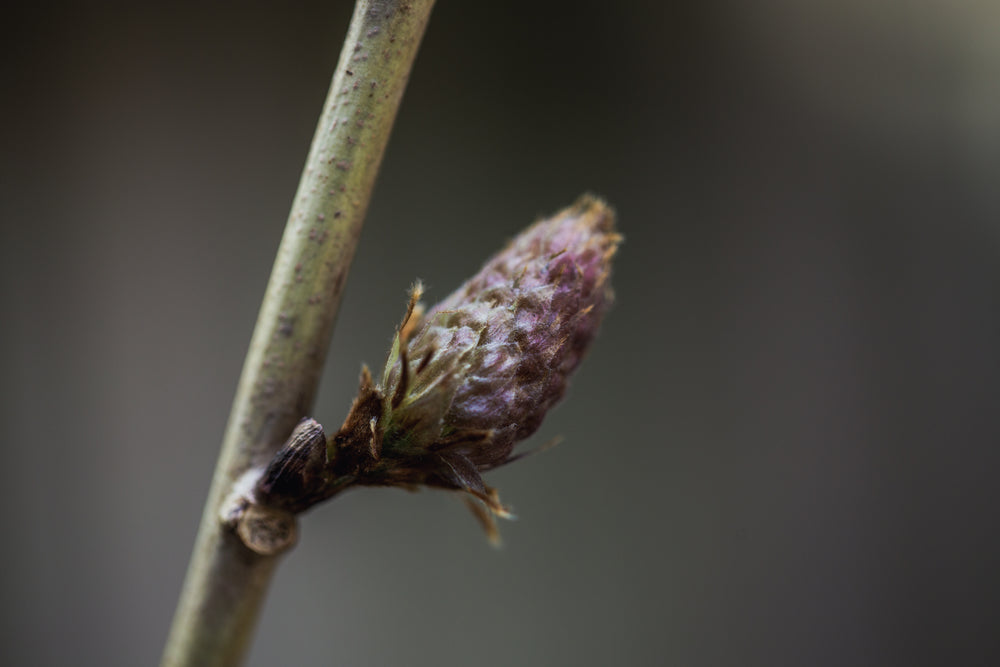 undeveloped flower bud