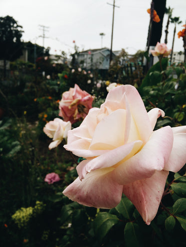 urban rose garden